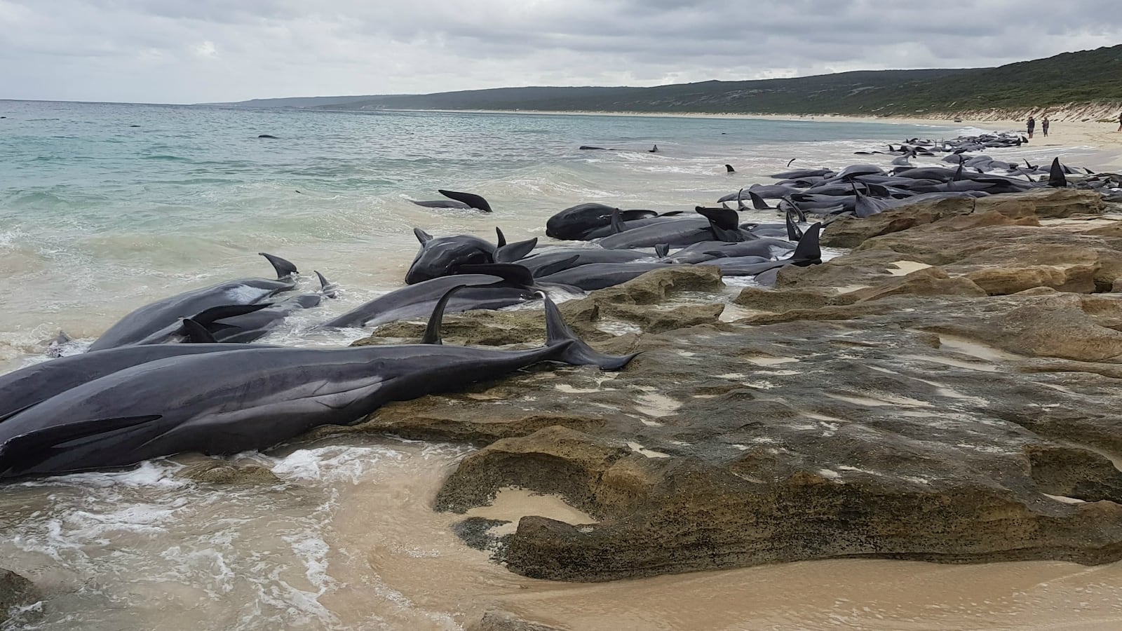 whales_yejala
