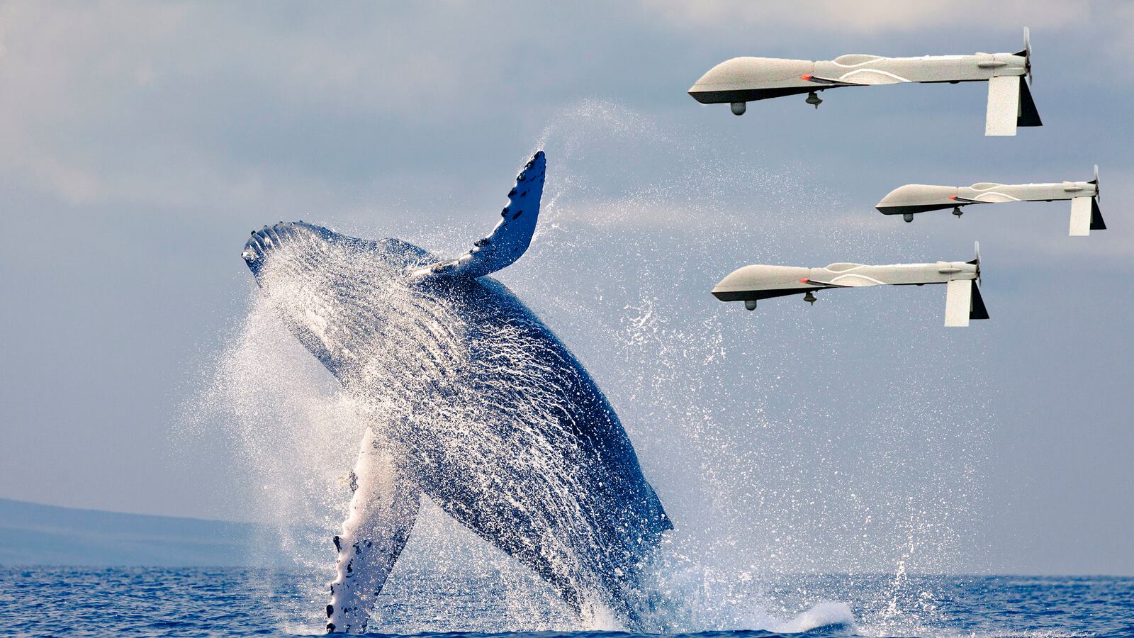 articles/2014/08/25/soon-we-ll-be-watching-whales-by-drone/140823-golden-whale-drone-tease_jtad8w