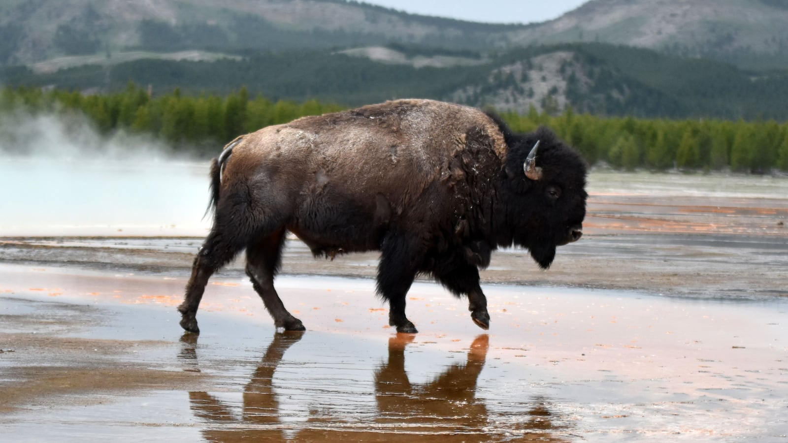 Bison ride through columns of steam at Yellowstone National Park's Grand Prismatic Spring.