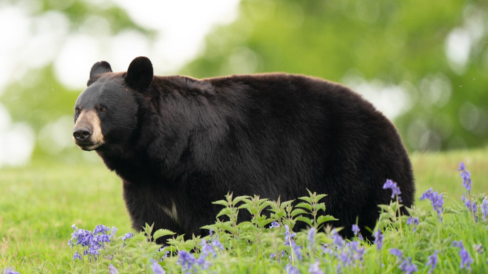 A North American black bear, similar to the one Lynn Kelly punched in the face and was bitten by while trying to save her dog.