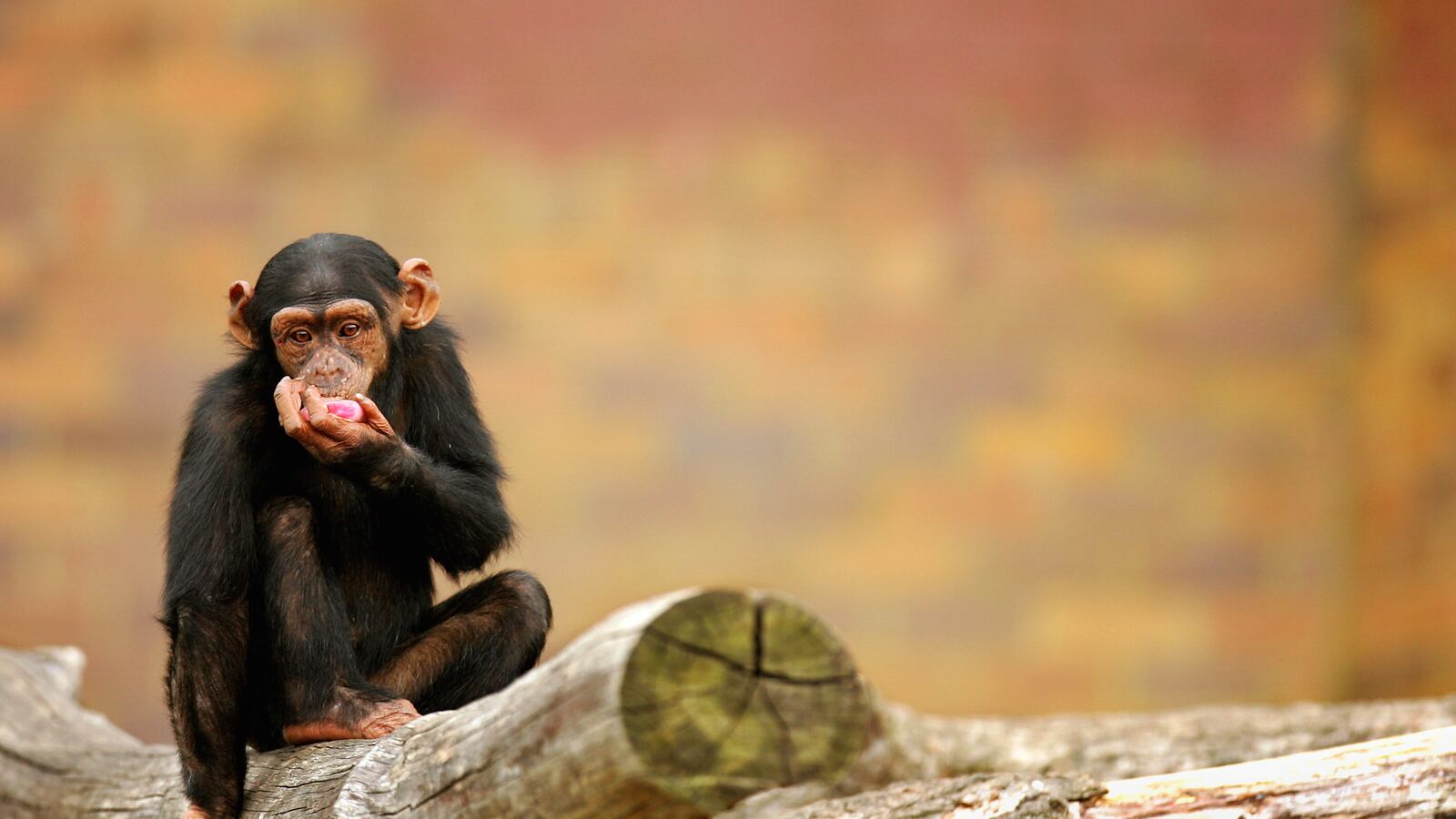 cheats/2015/06/12/all-chimpanzees-now-endangered/150612-chimp-cheat_ekimar