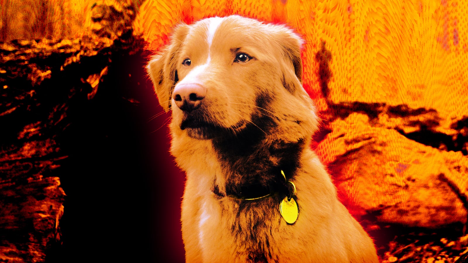 A photo illustration of Indy in Good Boy.