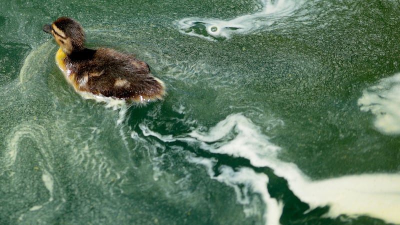 WASHINGTON, DC - JUNE 16: A duckling swims through algae in the newly repainted Lincoln Memorial Reflecting Pool on the National Mall on June 16, 2026 in Washington, DC. The Trump Administration spent $16 million on a no-bid contract to have the bottom of the pool painted "American flag blue" and the seams resealed as part of an effort to repair Washington landmarks in for preparation the country’s 250th birthday this summer. (Photo by Chip Somodevilla/Getty Images)