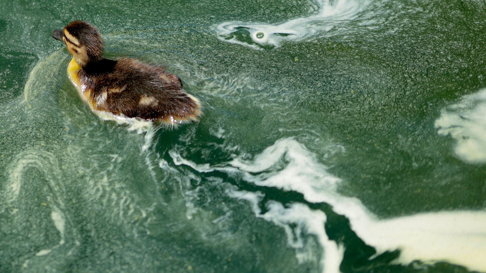 WASHINGTON, DC - JUNE 16: A duckling swims through algae in the newly repainted Lincoln Memorial Reflecting Pool on the National Mall on June 16, 2026 in Washington, DC. The Trump Administration spent $16 million on a no-bid contract to have the bottom of the pool painted "American flag blue" and the seams resealed as part of an effort to repair Washington landmarks in for preparation the country’s 250th birthday this summer. (Photo by Chip Somodevilla/Getty Images)