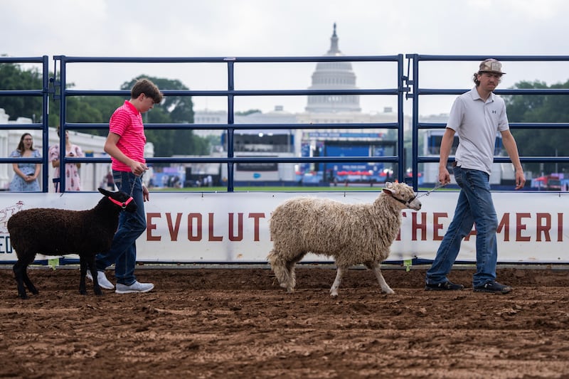 Brody Sather, right, of Louisa County, Va., with Cassidy, a Lincoln sheep, and his brother Gage, with Zoe, a Border Leicester sheep, show them during the Great American State Fair on the National Mall on Monday June 29, 2026.