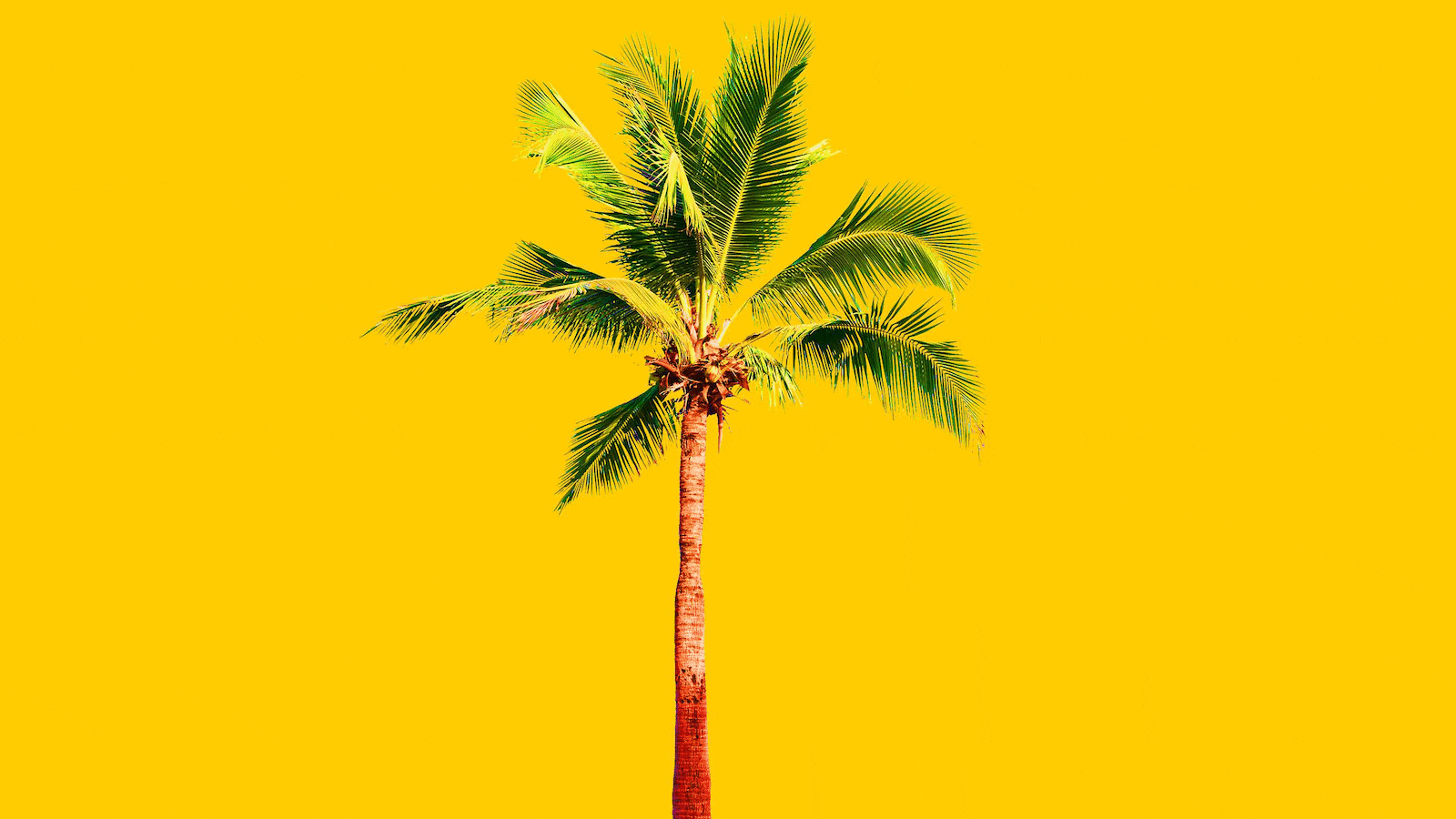 200117-daly-palms-tease_a1vnae