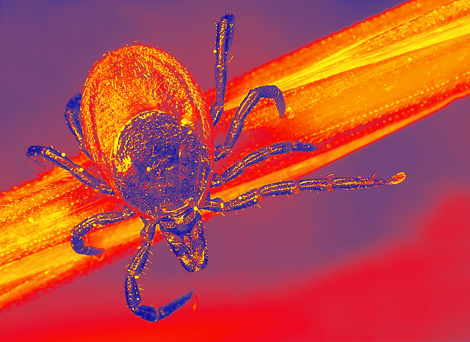 A tick, the carrier of the bacteria that causes Lyme disease