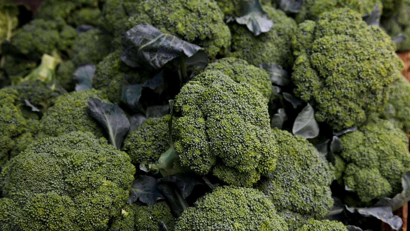 cheats/2013/07/10/broccoli-is-obama-s-favorite-food/130710-barack-broc-cheat_qycifo