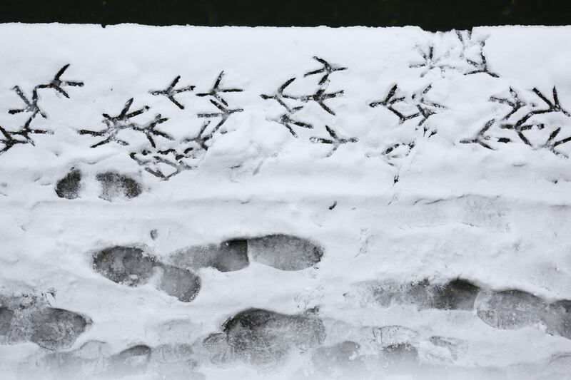 galleries/2013/03/23/week-in-photos-march-23-2013/130322-photo-of-week-12_ho9iyk