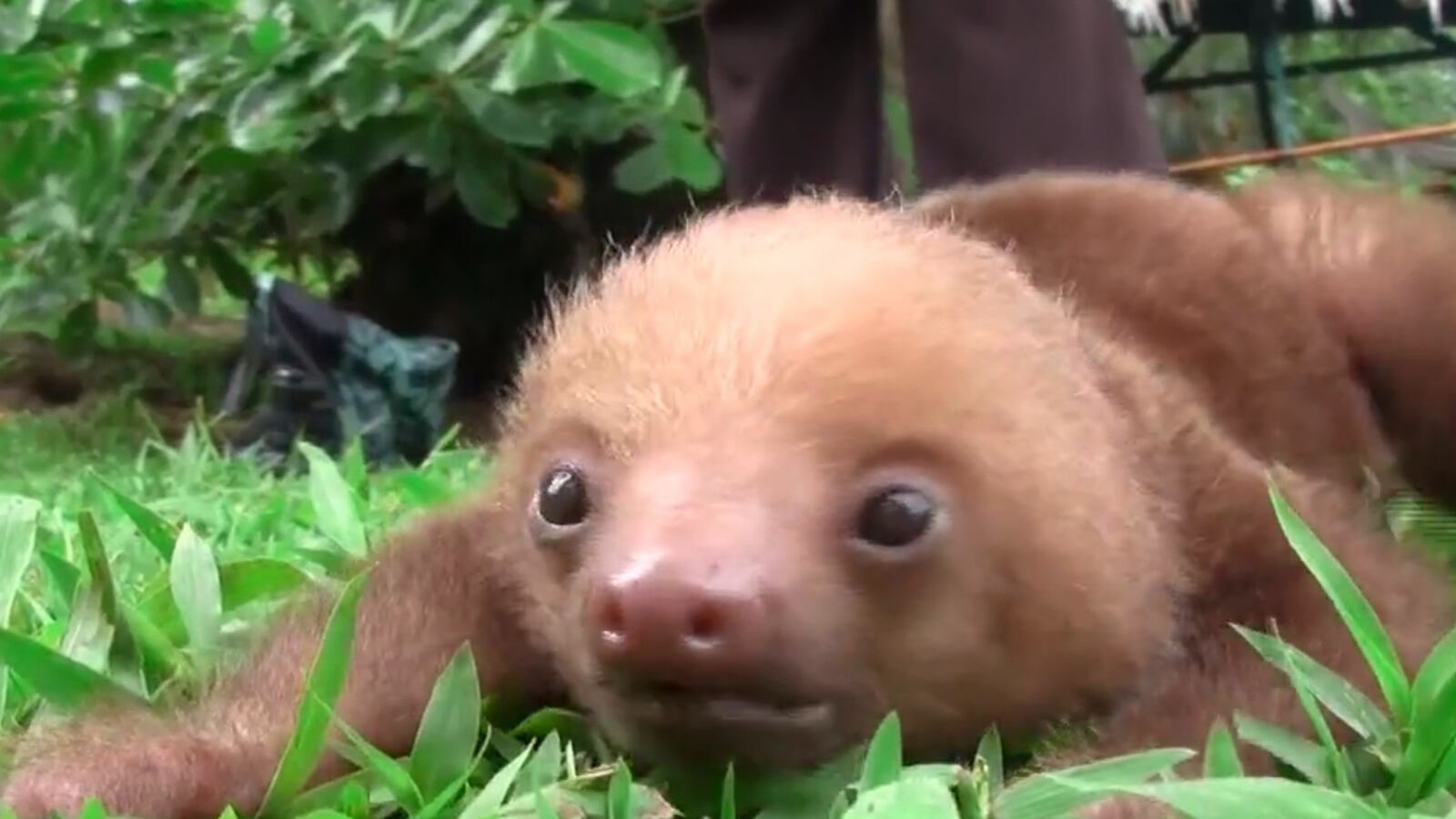 articles/2014/04/12/paul-rudd-game-of-goats-paul-rudd-sex-more-viral-videos/140411-wivv-sloth-tease_f2btmn