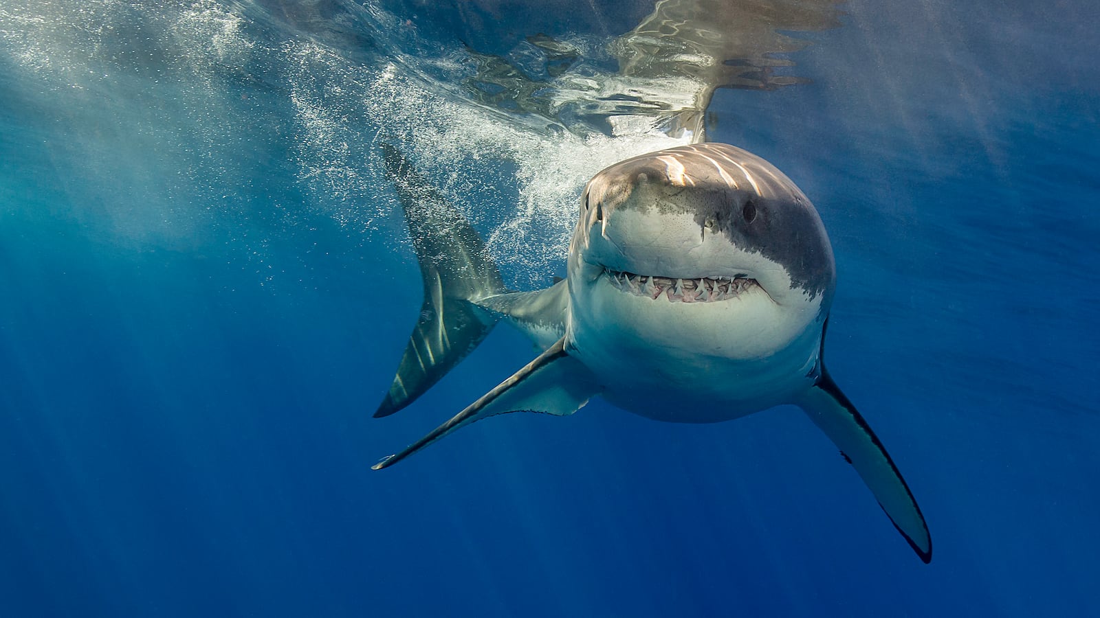 Stock image of a great white shark.