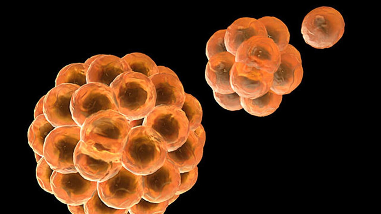 articles/2015/11/05/george-w-father-of-the-stem-cell-revolution/151104-kaiser-stem-cell-tease_ha2vbd