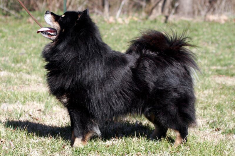 galleries/2012/02/11/new-breeds-to-watch-at-westminster-photos/new-breeds-at-westminster-finnish-lapphund_bap1eg