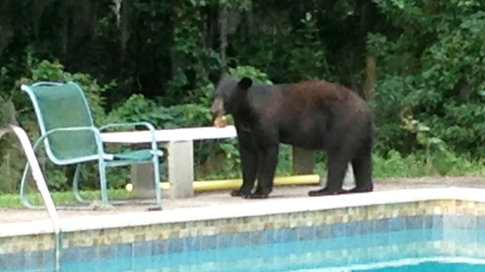 articles/2014/03/22/in-florida-sprawling-humans-confront-the-bears-who-lived-there-first/140321-goddard-bears-tease_wlns0w
