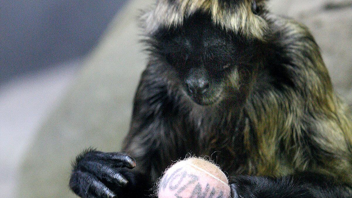 cheats/2012/01/06/spider-monkey-to-predict-nh-primary/psychic-monkey-predicts-cheat_giyize