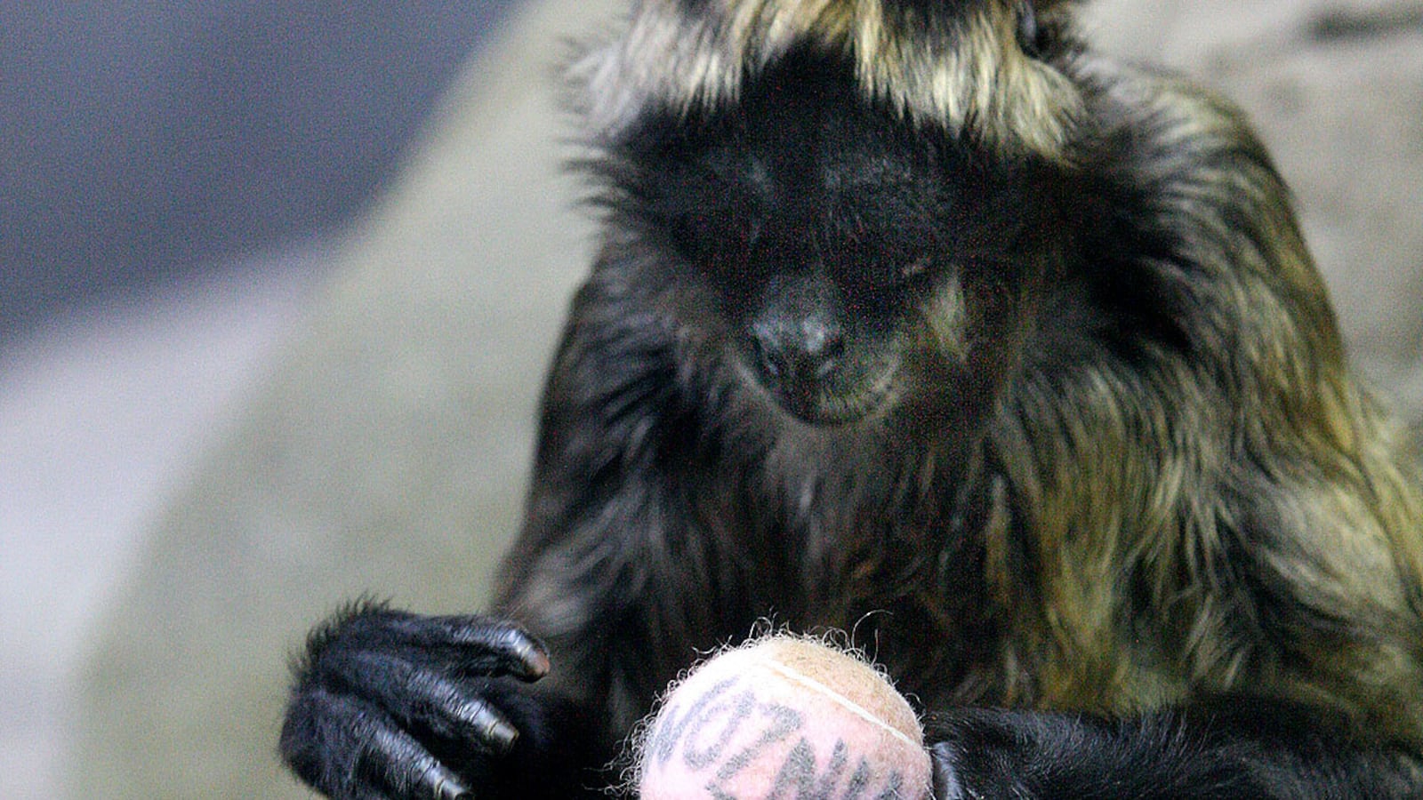 cheats/2012/01/06/spider-monkey-to-predict-nh-primary/psychic-monkey-predicts-cheat_giyize