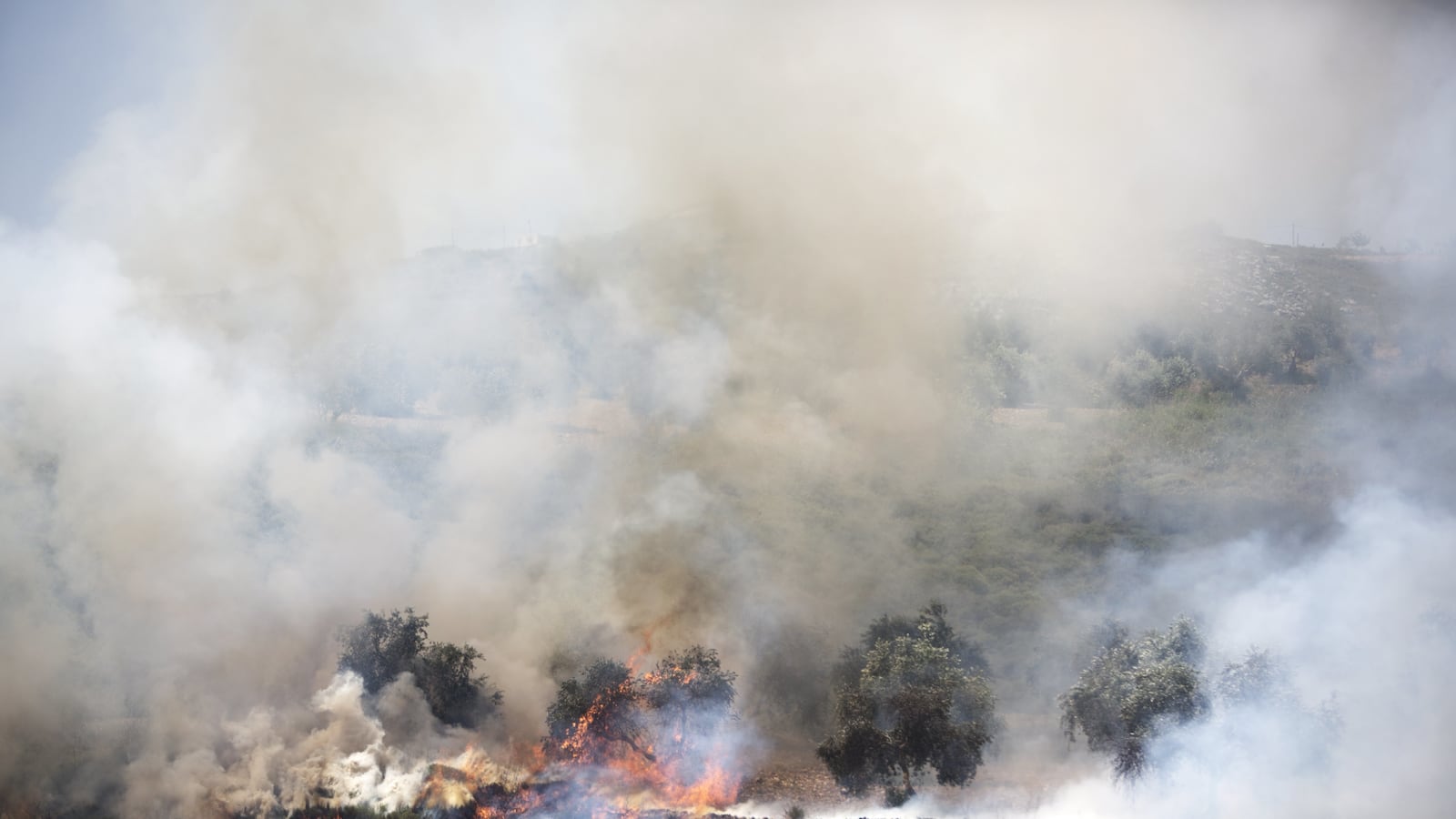 articles/2013/11/01/settler-violence-season/OZ__burning_olive_grove_whhtvj