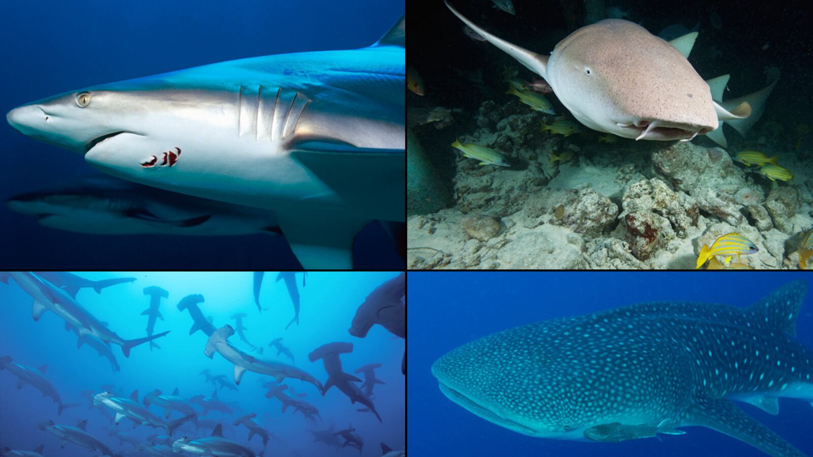 galleries/2012/08/01/great-white-sharks-tiger-sharks-and-more-which-are-deadly-or-friendly-photos/shark-risk-factor-tease_uxbwus