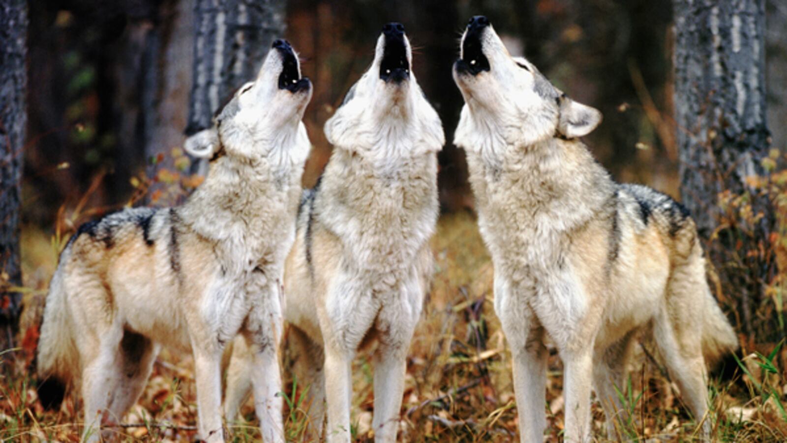 cheats/2011/01/15/the-year-i-lived-with-wolves/year-i-lived-with-wolves-cheat_h4pcd7