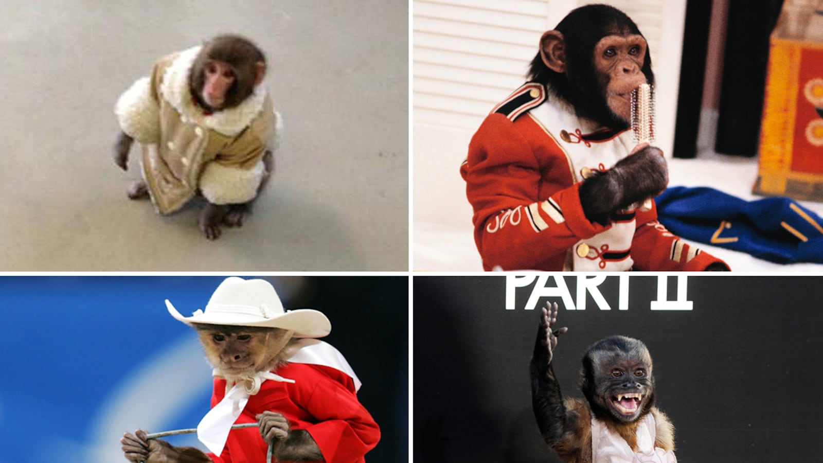 galleries/2012/12/11/best-and-worst-dressed-monkeys-ikea-monkey-bubbles-more-photos/monkey-fashion-tease_u311nt