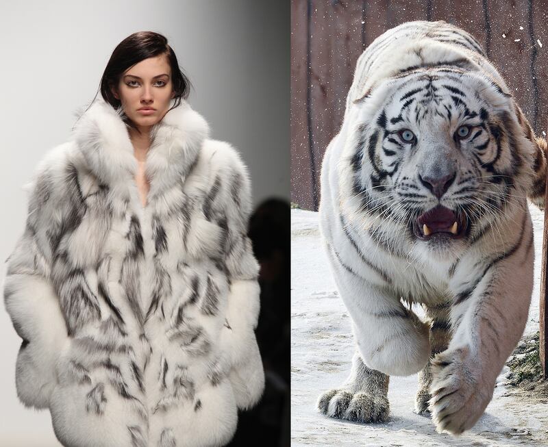 galleries/2014/03/06/fendi-lanvin-and-more-fashion-week-pieces-that-looked-like-animals/gal-2014-fashion-wild-2_q2oxog