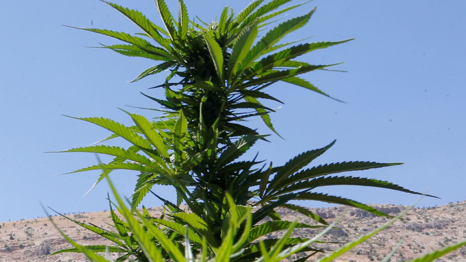 cannabis_zh6s6q