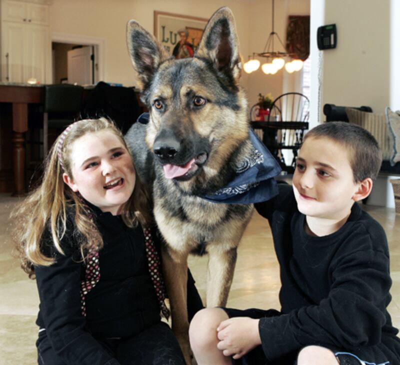 galleries/2010/10/29/dangerous-dogs/dangerous-dogs---german-shepherd_yslhn9