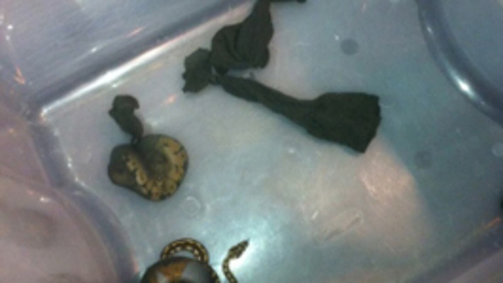 cheats/2011/08/30/tsa-stops-man-with-pants-full-of-snakes/snakes-turtles-smuggling-airport-miami-cheat_yvxmnp