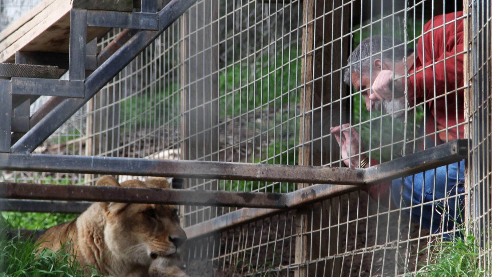 cheats/2013/03/09/big-cat-sanctuary-to-reopen-after-death/130309-cat-haven-reopens-cheat_mv9nb3