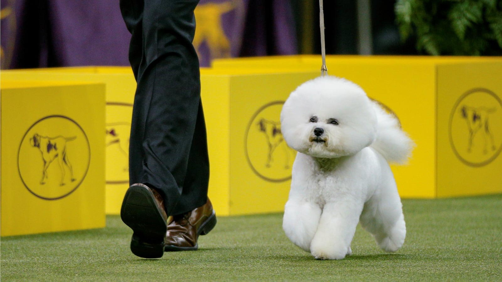 180213-best-in-show-winner-cheat_psdfp2