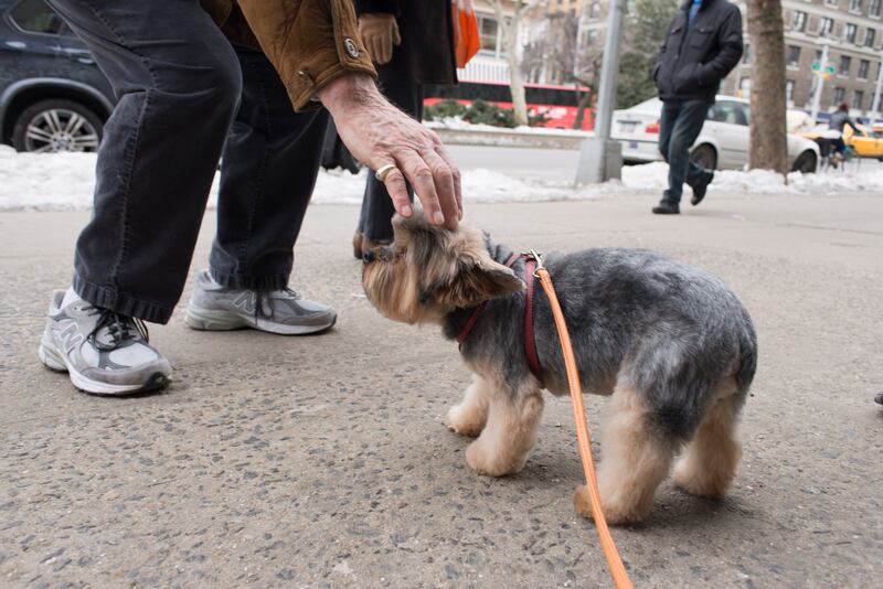 galleries/2015/02/22/inside-the-posh-life-of-a-new-york-yorkie-photos/150220-bear-dog-10_zvpesy