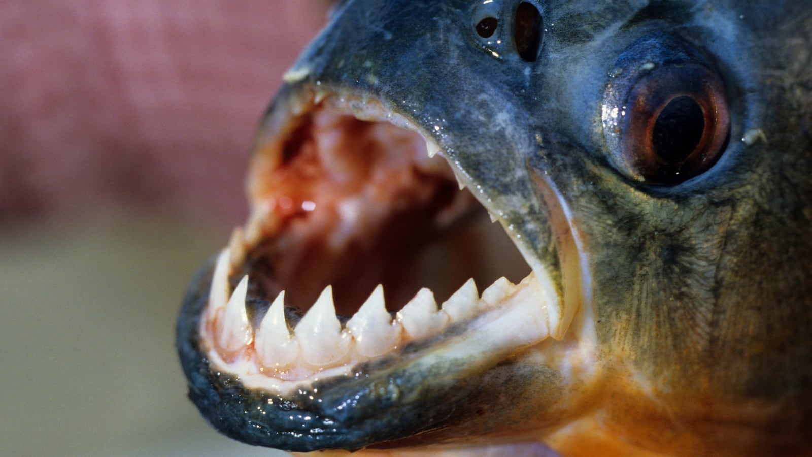 BRAZIL - 1981/01/01: Amazon, Sharp Teeth Of A Piranha, One Of The Numerous Species Of Fish In The Amazon. (Photo by Wolfgang Kaehler/LightRocket via Getty Images)