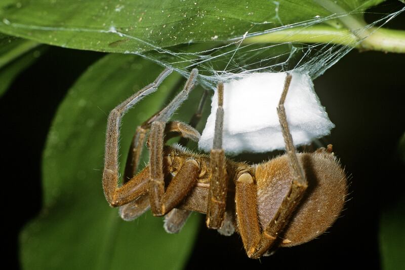 galleries/2013/05/04/five-of-the-world-s-deadliest-spiders-photos/130503-brazilian-wandering_atsguq