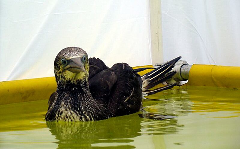 galleries/2010/05/04/volunteering-in-the-gulf/flickr-oil-spill-ibrrc-6_n920eb
