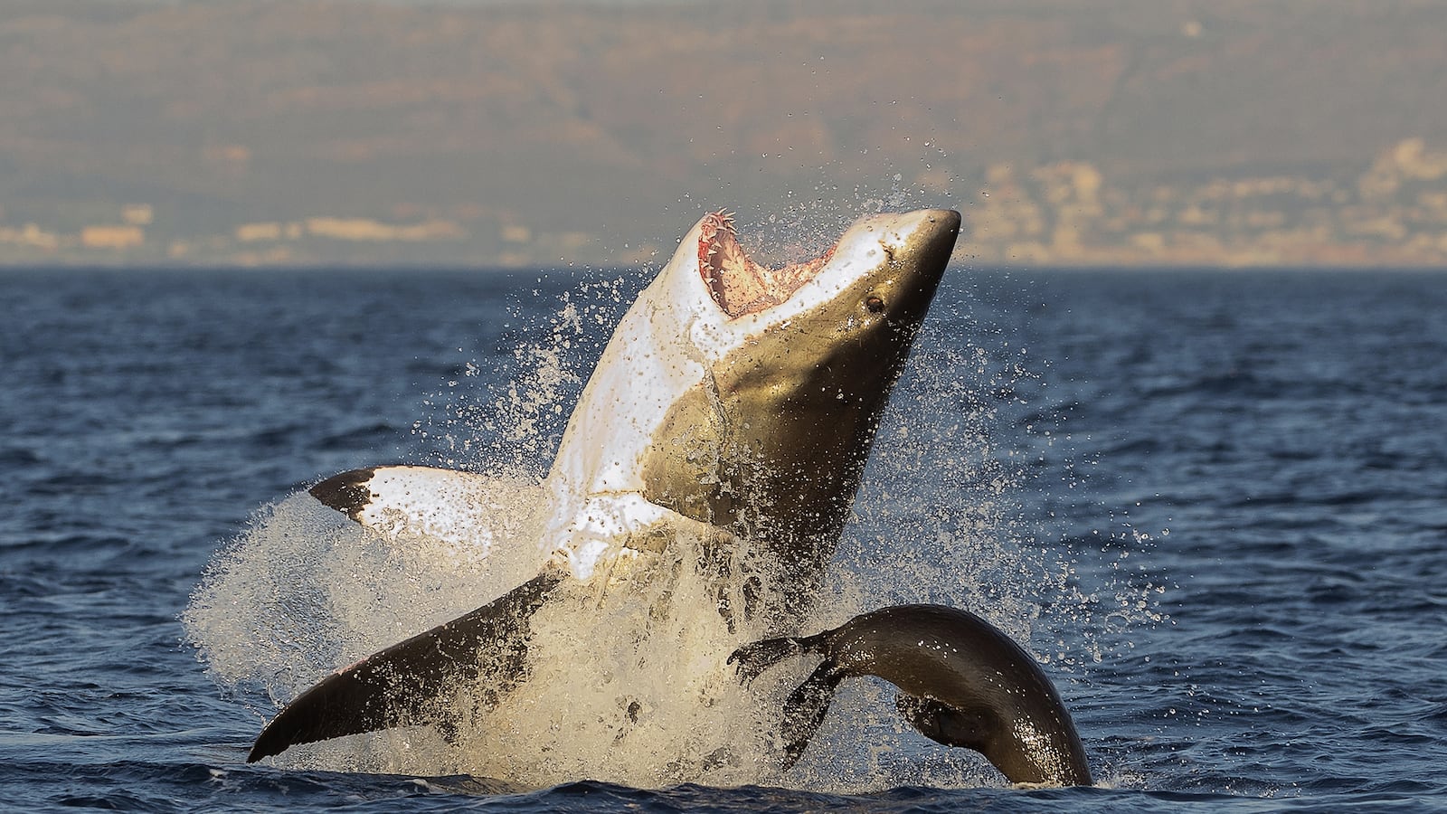 articles/2015/07/03/why-sharks-are-hungry-for-human-this-summer/150702-daly-jaws-tease_s8qsd9