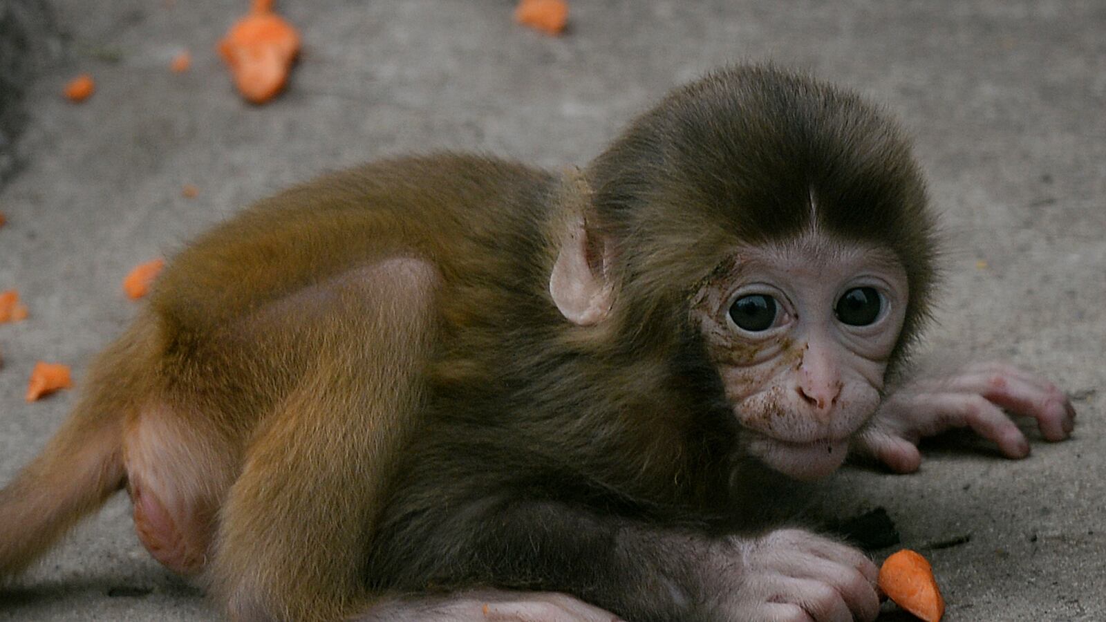 cheats/2014/01/30/scientists-now-cut-paste-dna/140130-monkey-gene-cheat_big5fy