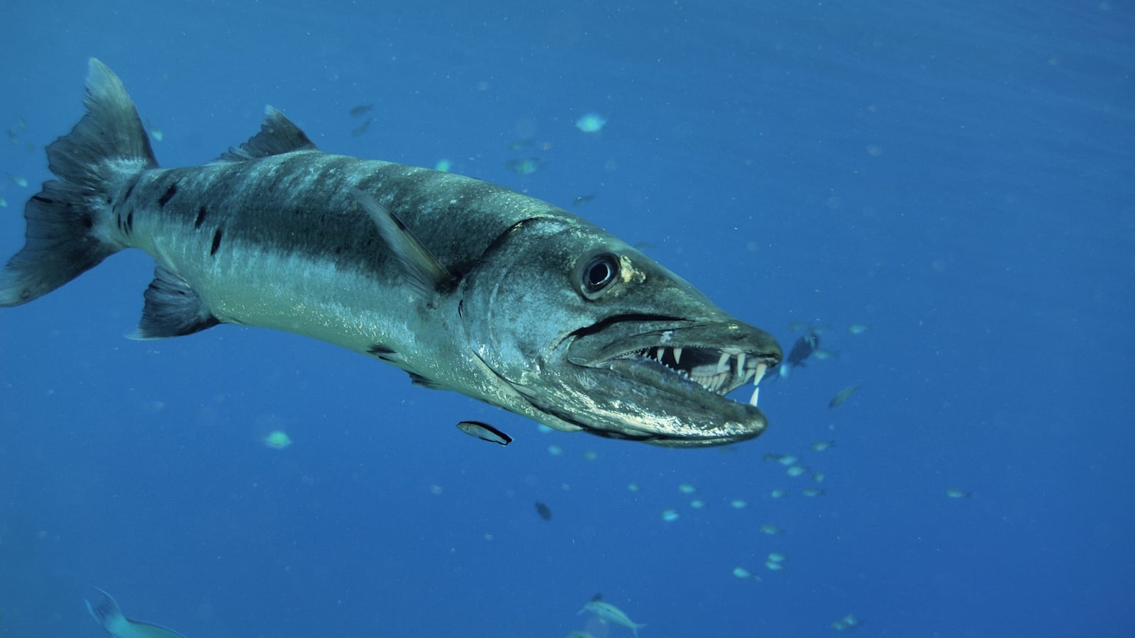 Barracuda