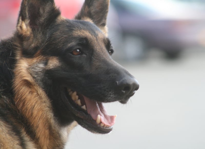 galleries/2010/12/13/heroic-animals/heroic-animals---buddy_oa1l3x