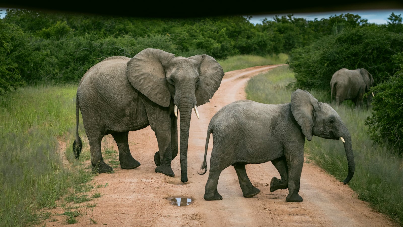 A photo of elephants crossing a road.