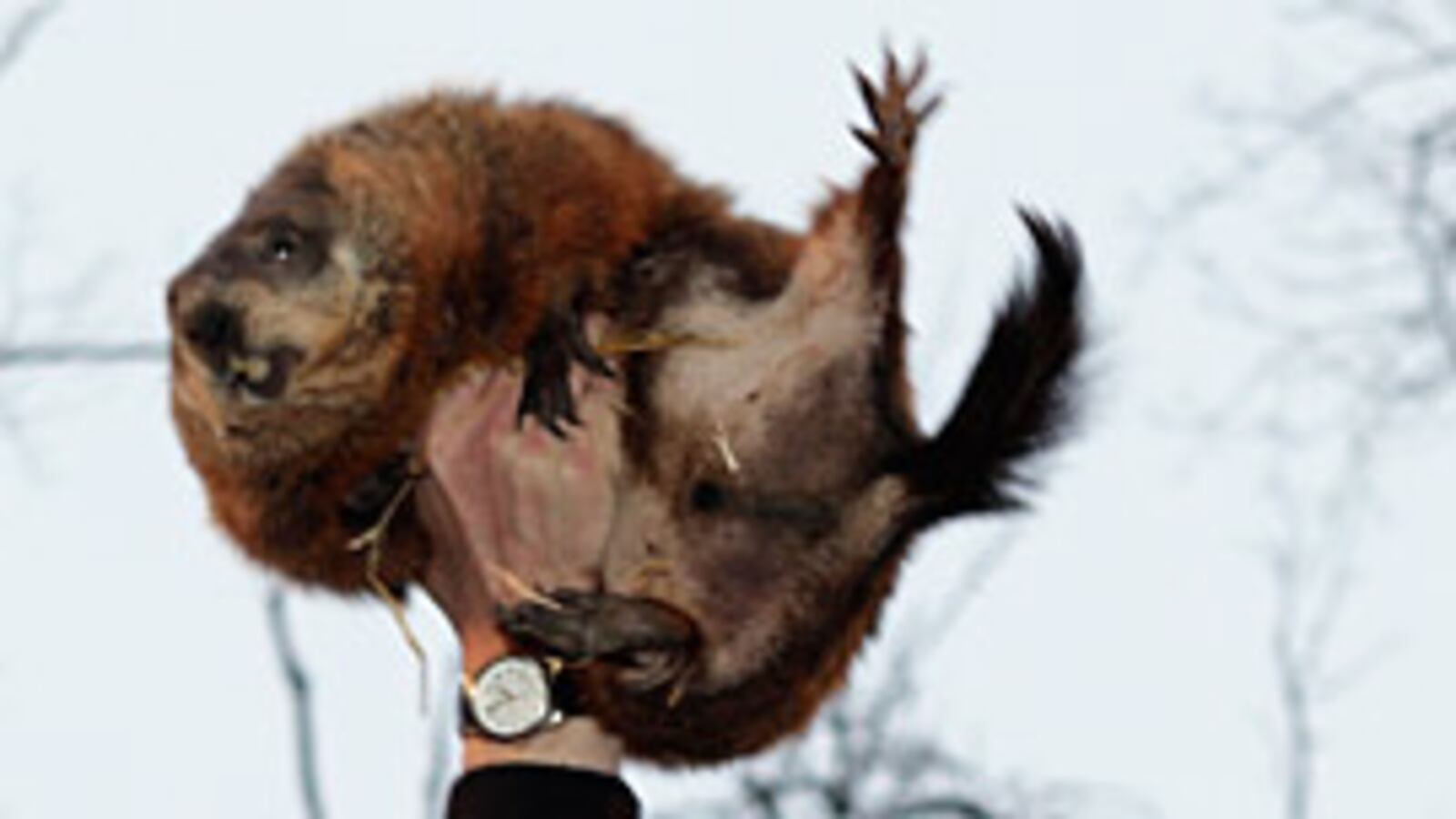 cheats/2009/02/02/phil-sees-shadow/groundhog_vvq1ps