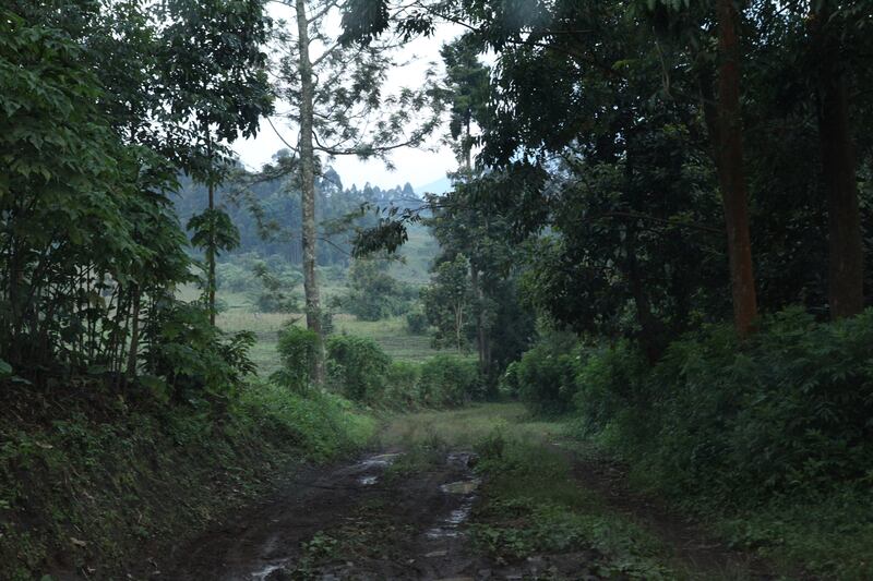 galleries/2015/06/21/the-mountain-gorillas-of-virunga-photos/150617-strochlic-gorilla13_jmvmqz