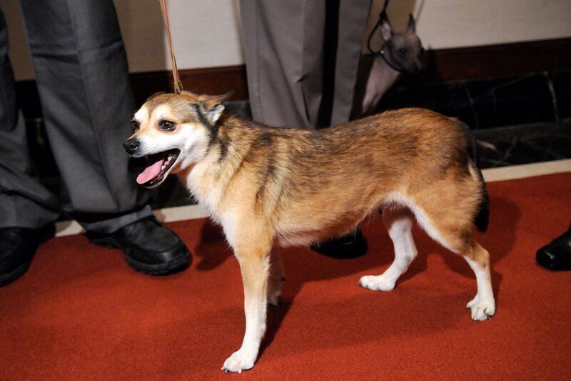 galleries/2012/02/11/new-breeds-to-watch-at-westminster-photos/new-breeds-at-westminster-norwegian-lundehund_yckxoa