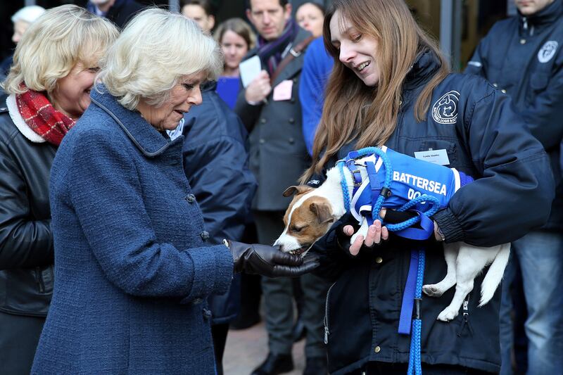 articles/2012/12/12/camilla-at-dog-s-home/camilla-dog_uis2co