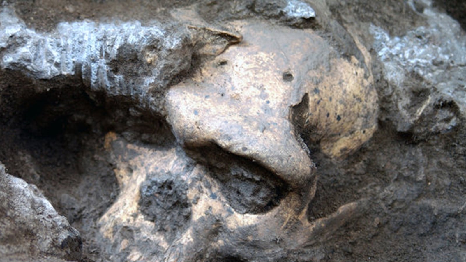 cheats/2013/10/18/skull-fossil-reveals-human-evolution/131018-skull-human-cheat_uicbsv