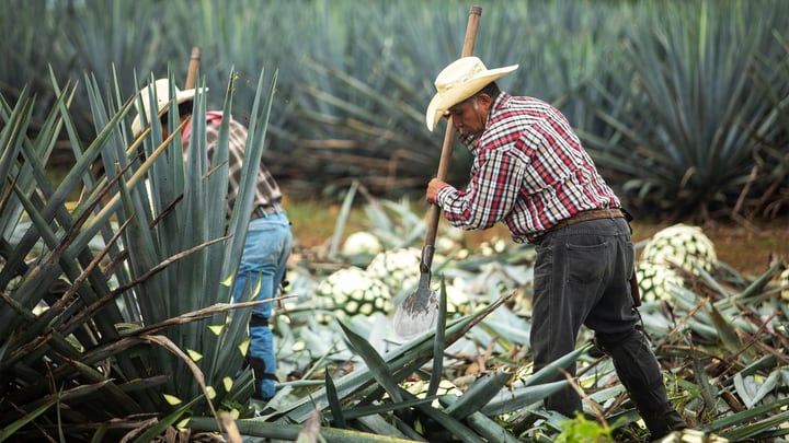 191122-rothbaum-tease_720_k6gnqx