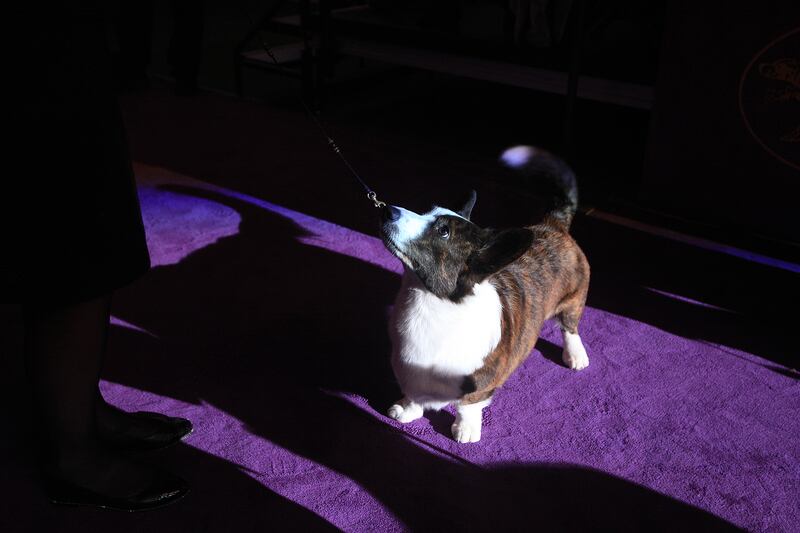 galleries/2014/02/12/westminster-parade-of-purebreds-photos/westminster-gal-23_ynwdv5