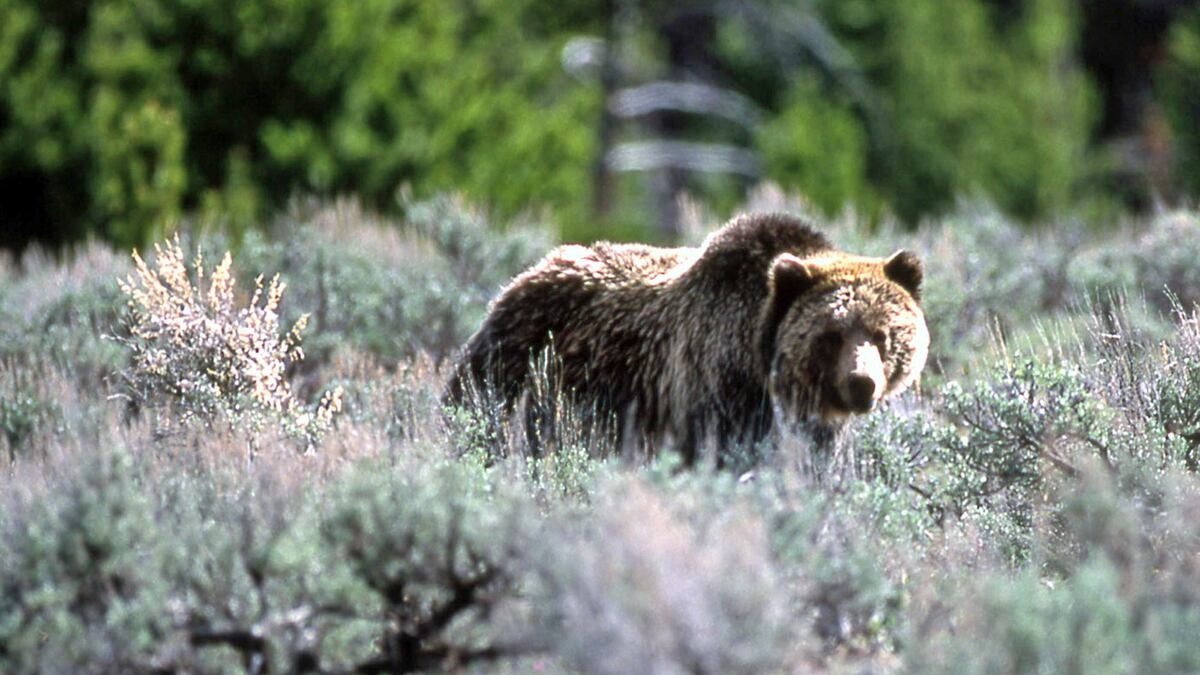 articles/2011/07/09/yellowstone-bear-attack-how-to-not-get-eaten-by-a-grizzly/grizzly-bear-yellowstone-sun_anybck