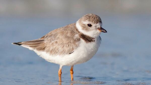 600-x-422-Piping-Plover-standing-in-the-surf-Robert-Blanchard-iStock-Thinkstock-ThinkstockPhotos-92401185_mlgfzt