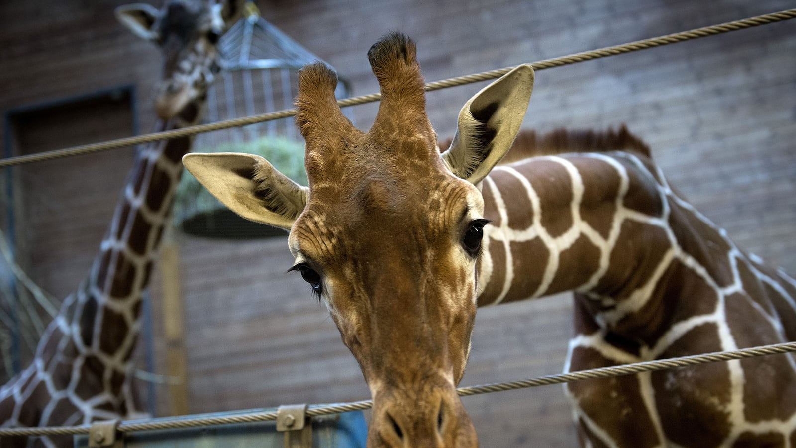 cheats/2014/02/09/danish-zoo-kills-healthy-giraffe/140209-denmark-giraffe-cheat_invwbb