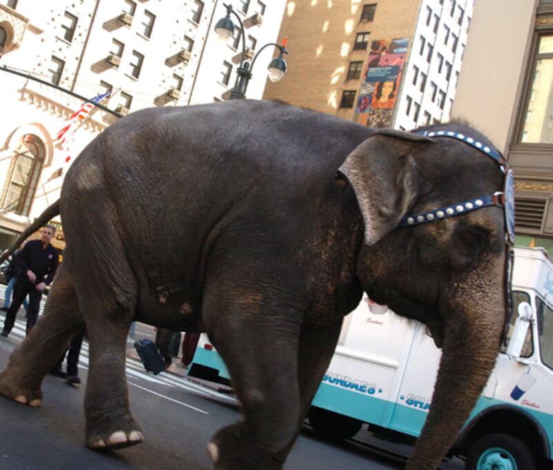 galleries/2012/07/13/animals-on-the-loose/animals-on-the-loose---nellie-elephant_qvfaoh